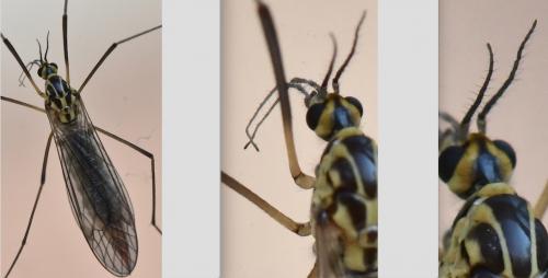 Réf. 280 065 : Nephrotoma appendiculata